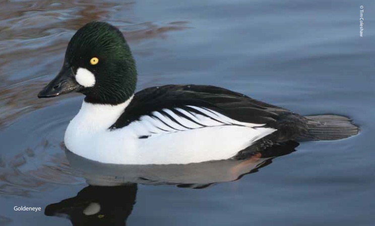 Aqualate Mere Nature Reserve