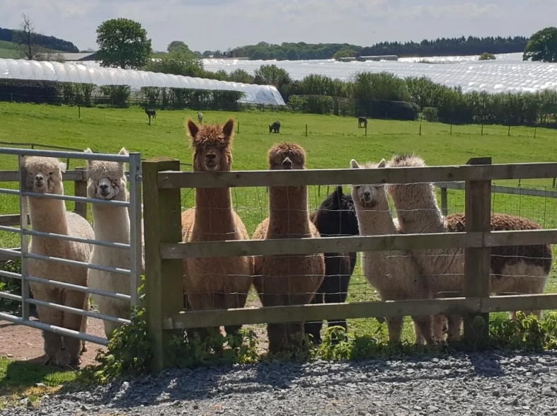 Knightley Alpaca Trekking